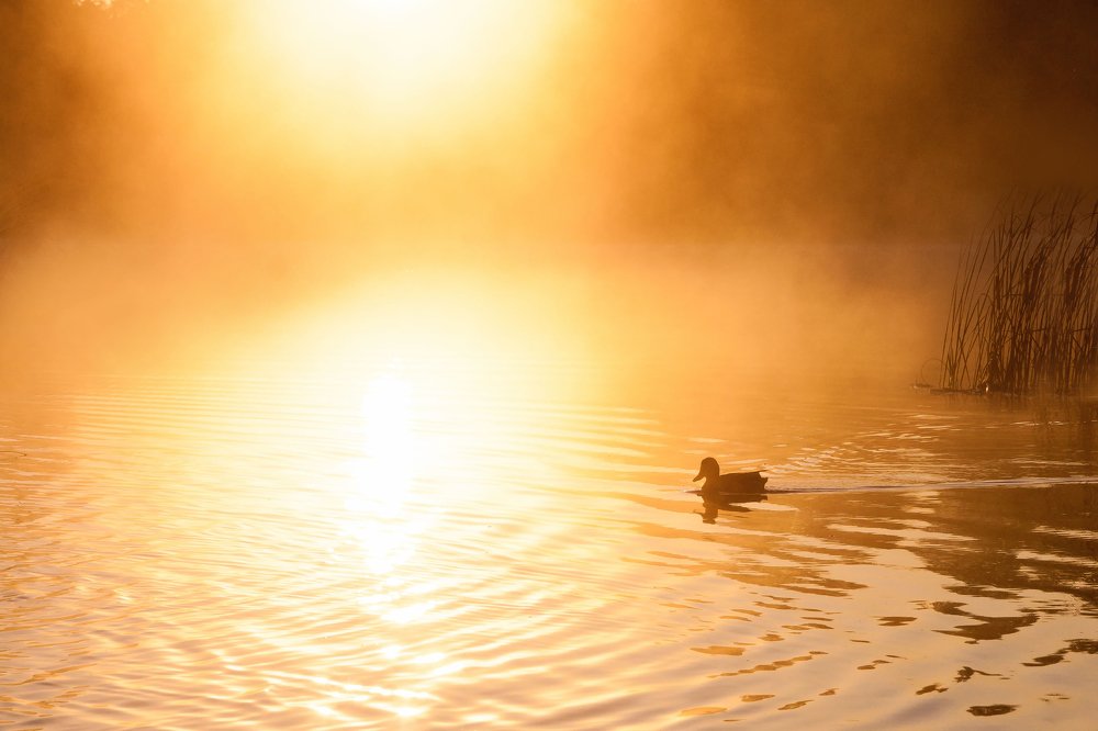 Photograph by Мария Соколова