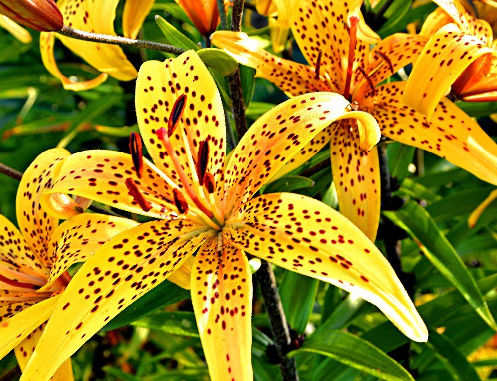 Photograph by Алексей Епишин