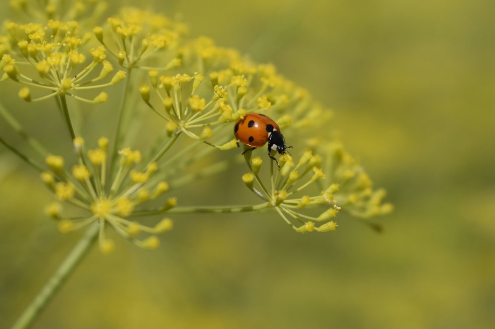 Photograph by Saifi Zubair