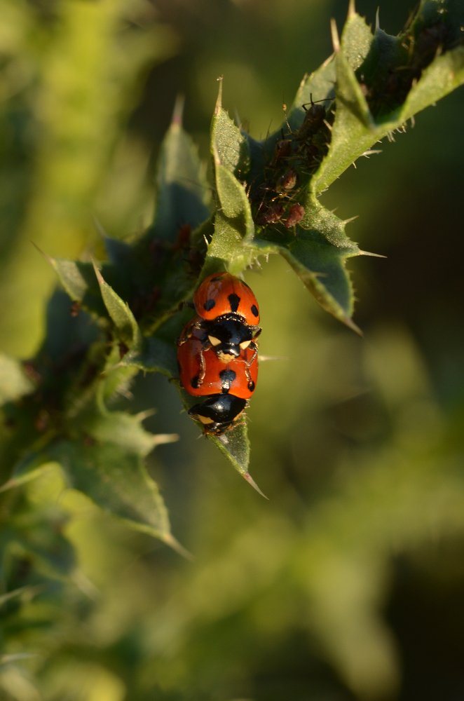 Photograph by Maria Berci