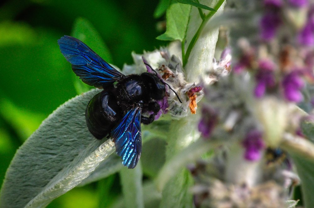 Photograph by Maria Berci