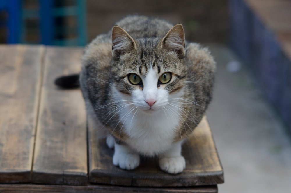 Photograph by Maria Berci