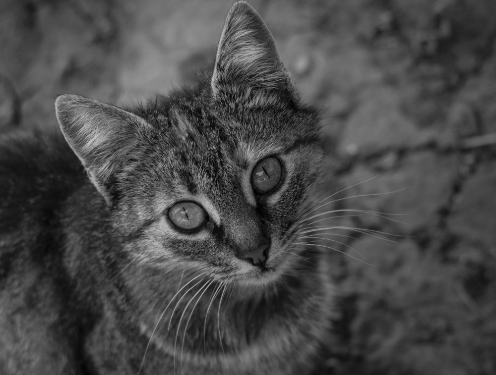 Photograph by Mihaela Chitoroagă