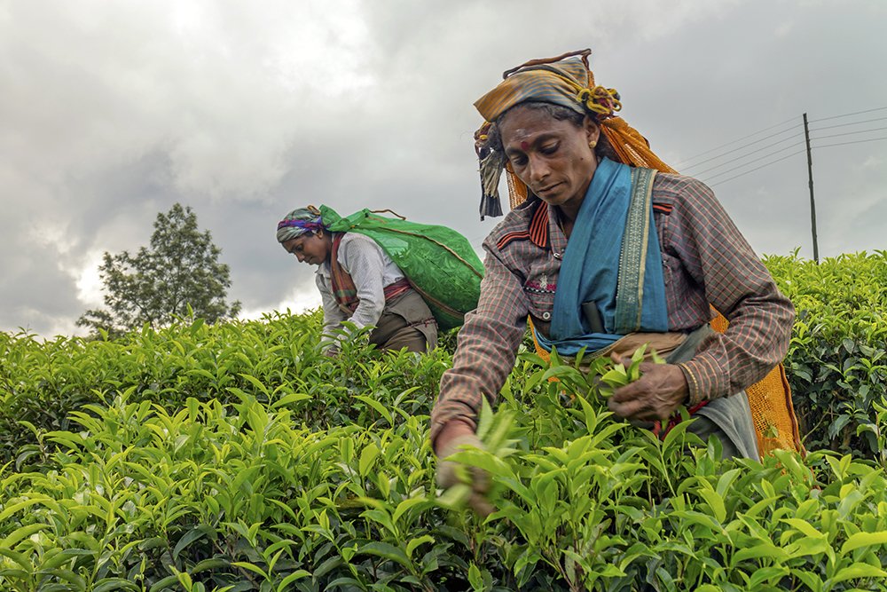Photograph by Shreeharan Rajasingham