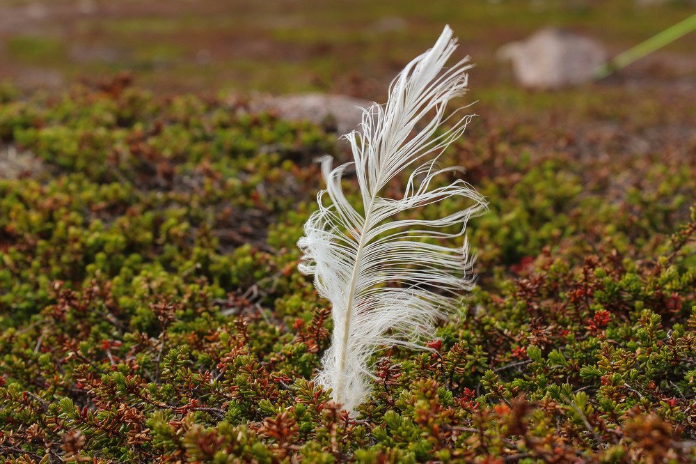 Photograph by Александр Афанасьев