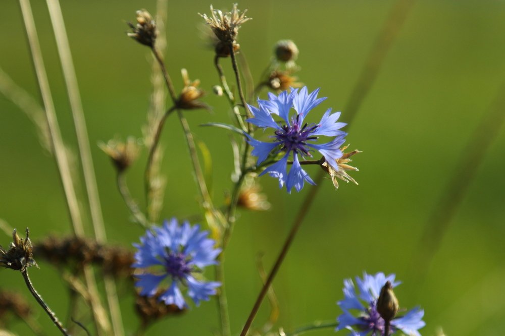 Photograph by Eduard Mezker