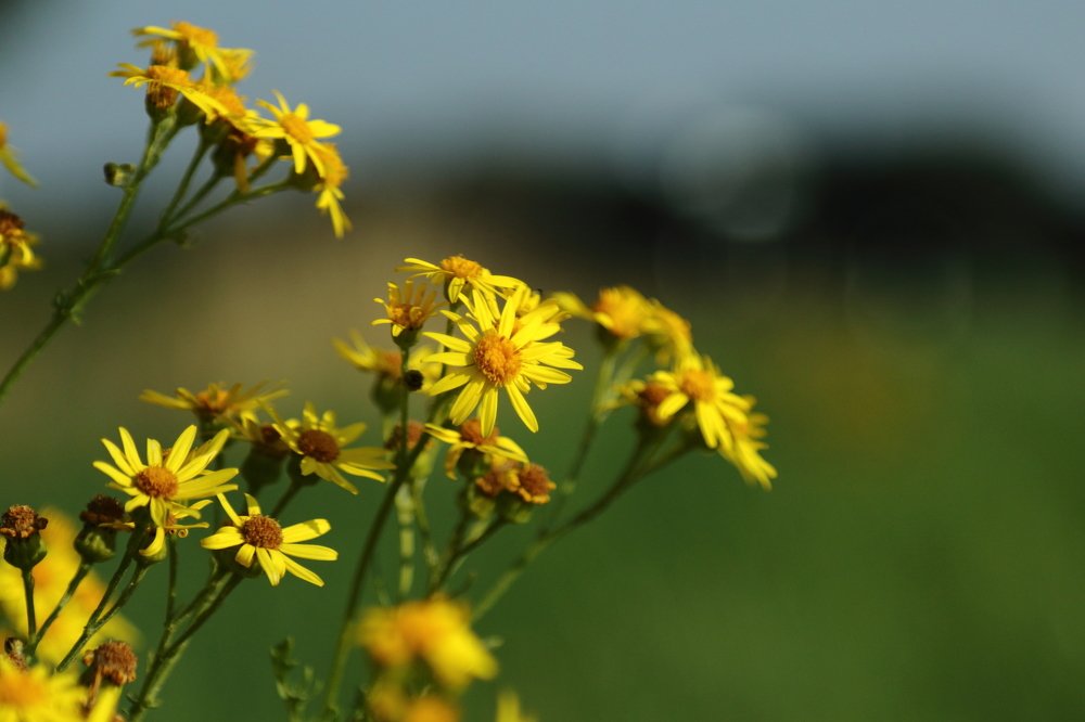 Photograph by Eduard Mezker