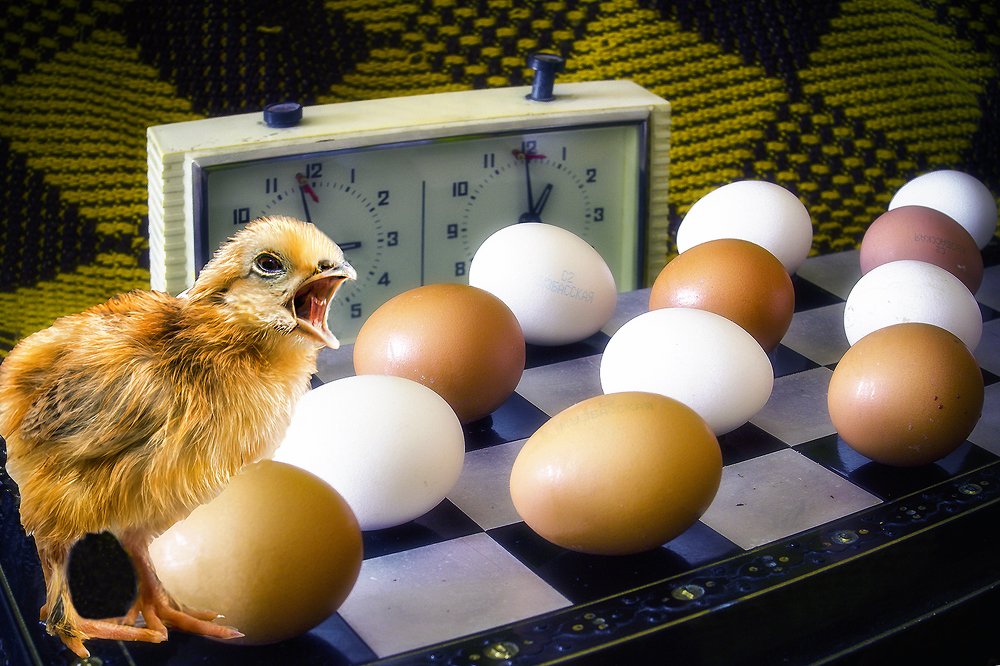 Яйца не шашки! Это мои братья и сестры!