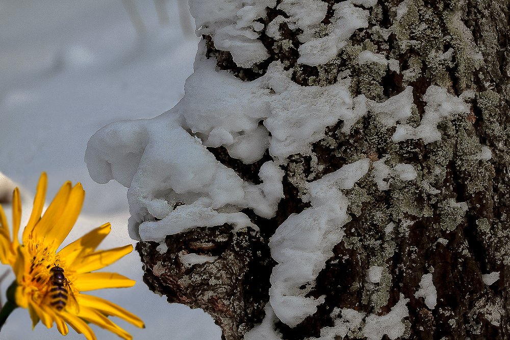 Старичок-лесовичек