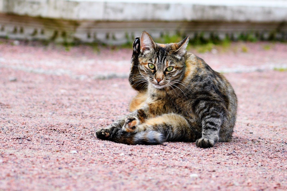 Фотография автора Ольга Антанайтене