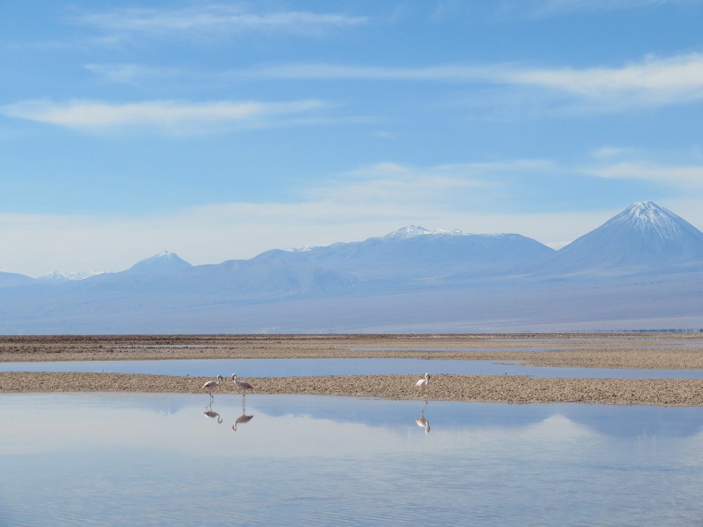 Анды и фламинго