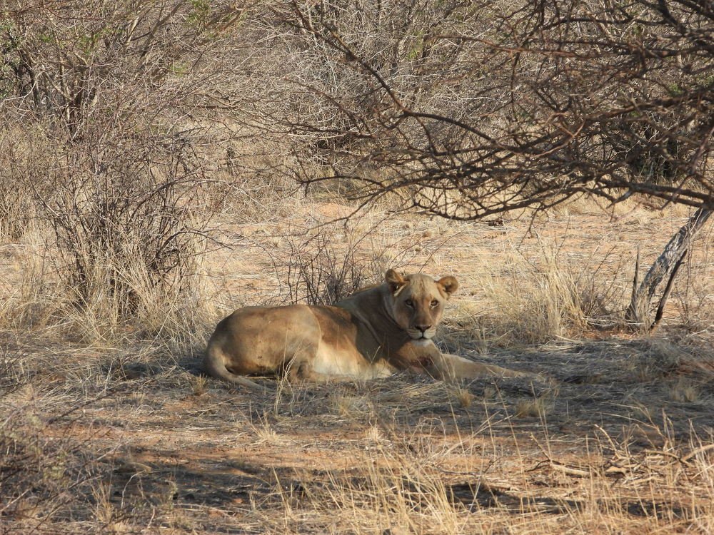 Львица после охоты