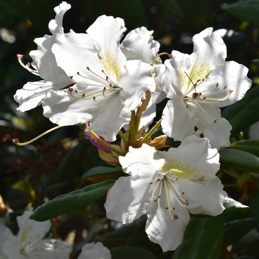 White Rhododendron Flowers in the Sun / Цветы белого рододендрона в лучах солнца
