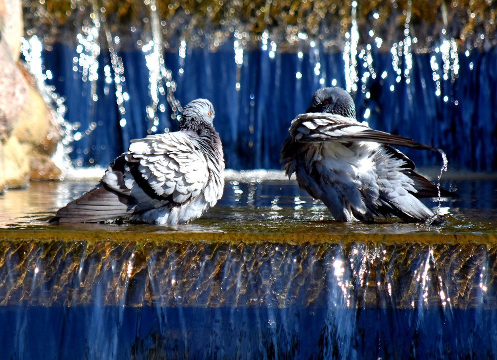 Pigeons bathe in the fountain / Голуби купаются в фонтане