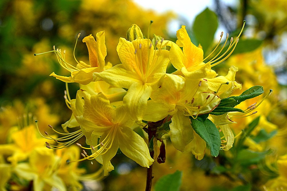 Yellow rhododendrons / Желтые рододендроны