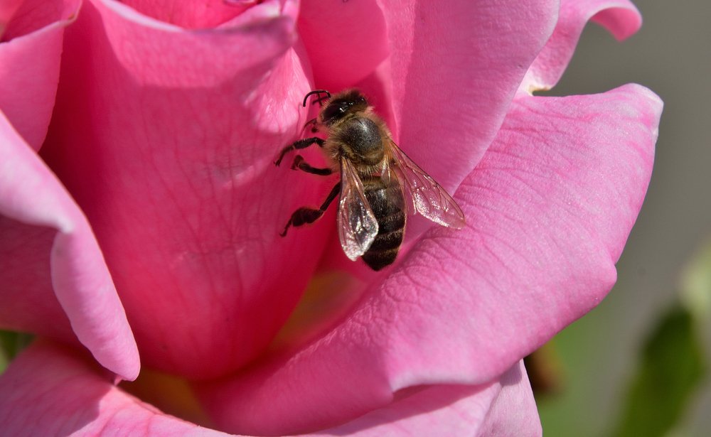 Розовая пчела