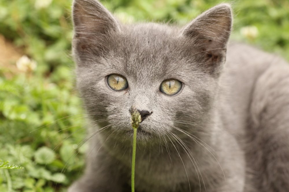 Фотография автора Peter Janso