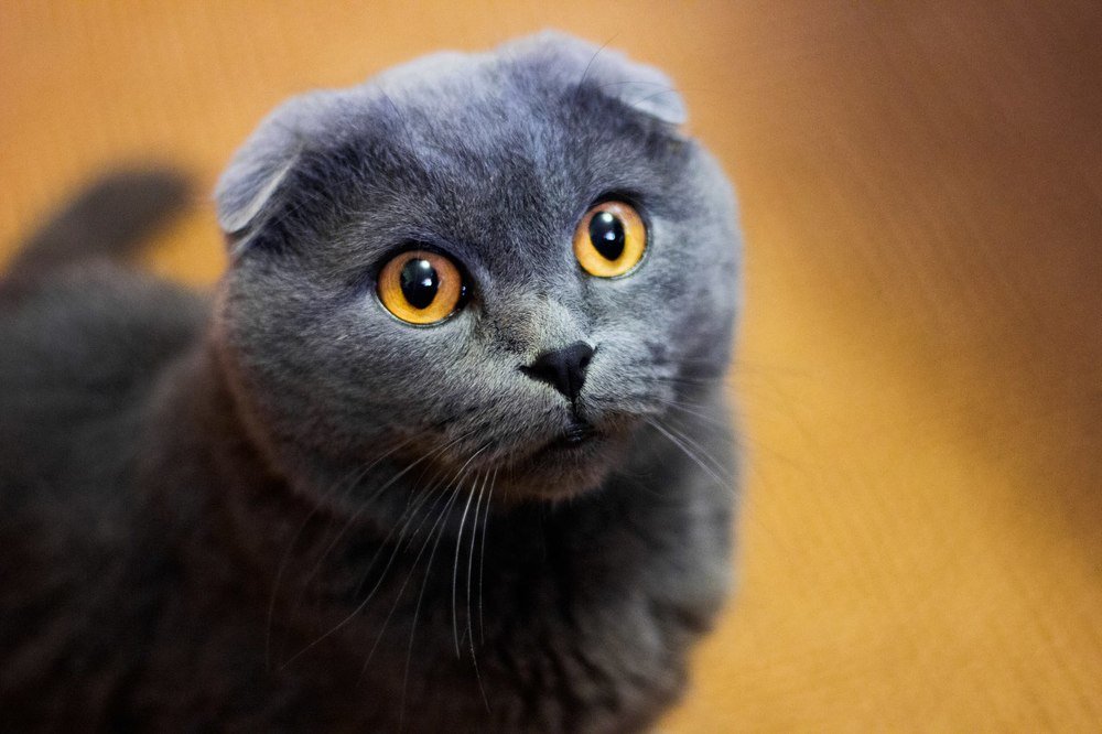 Photograph by Элина Данелия