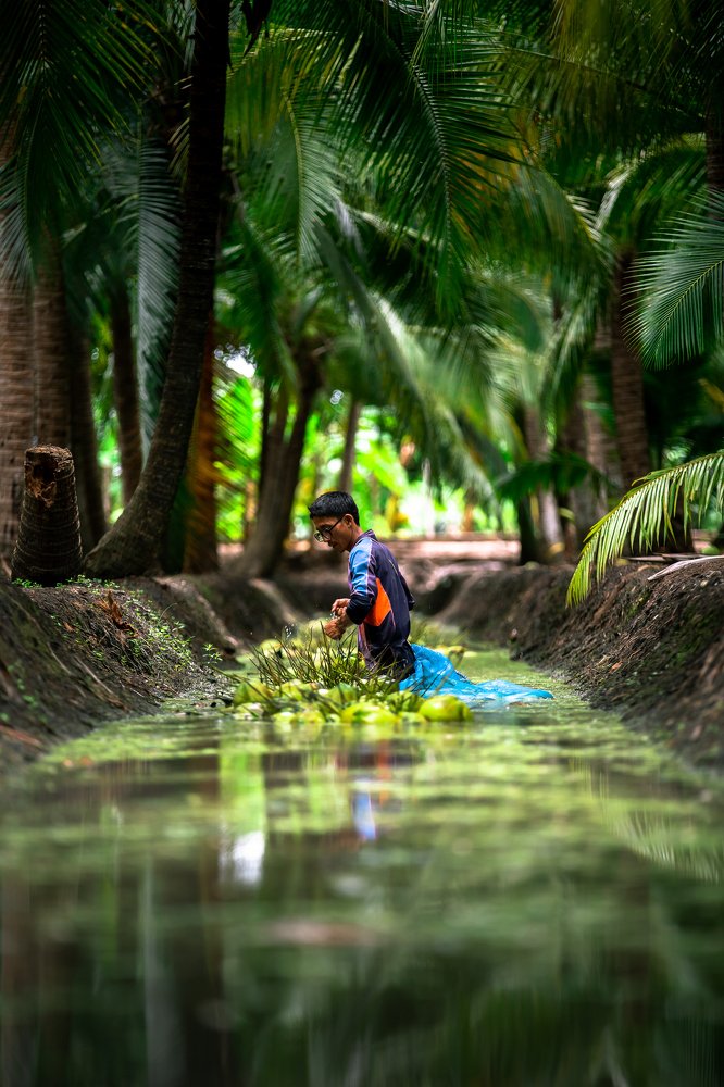 Coconut collecting