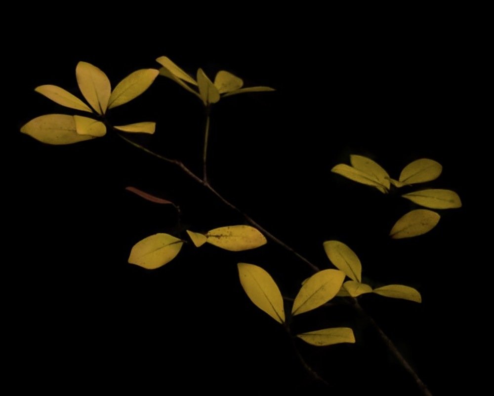 Sallow Leaves in a dark Corner