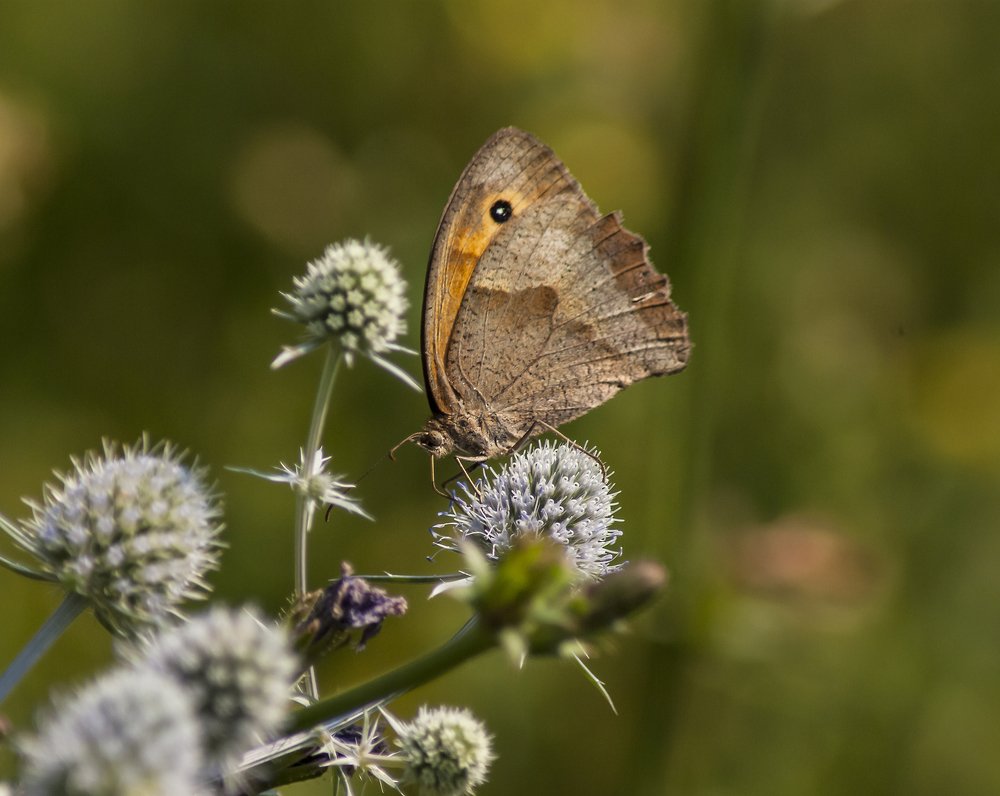 Июльские мотивы...*