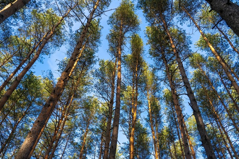 Photograph by Юрий Заставный