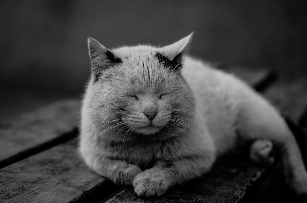 Photograph by Ирина Курочкина