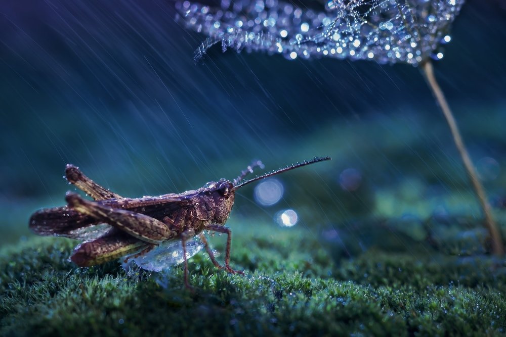 Photograph by Юлия Яремко