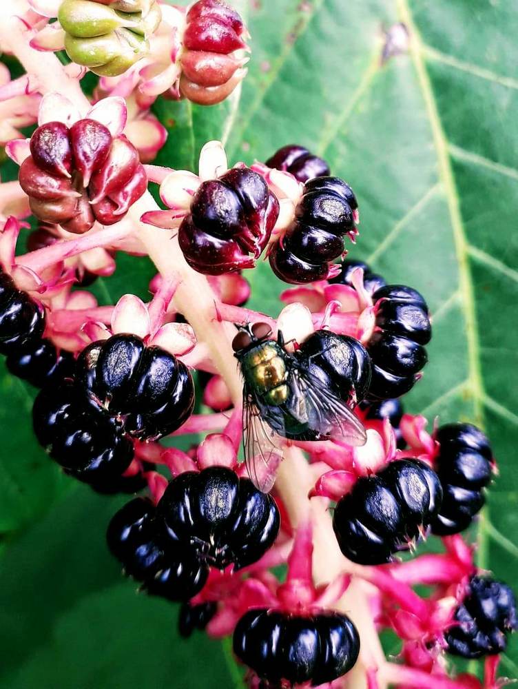 Photograph by Helen Seleznova