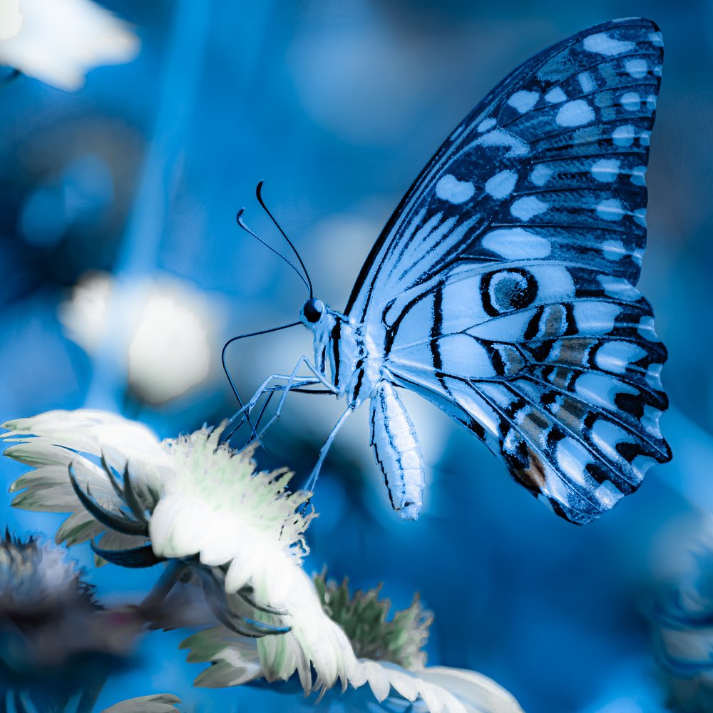 Photograph by Vahid Yavari