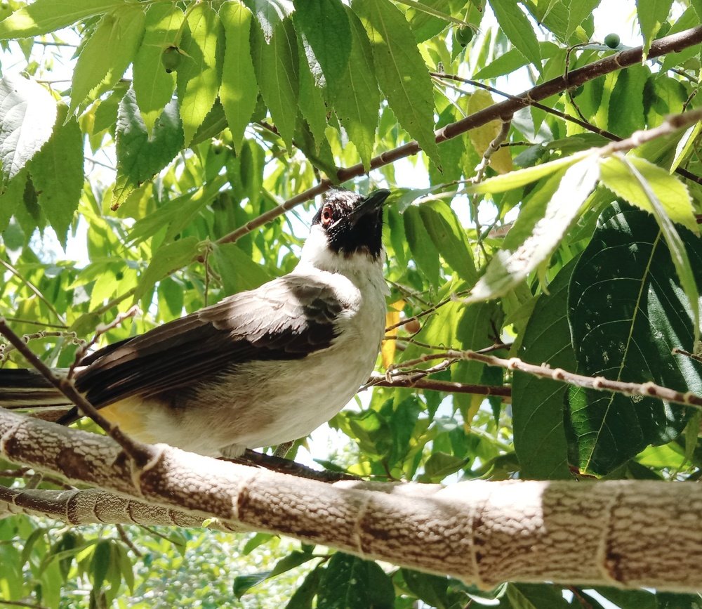 tree"s bird