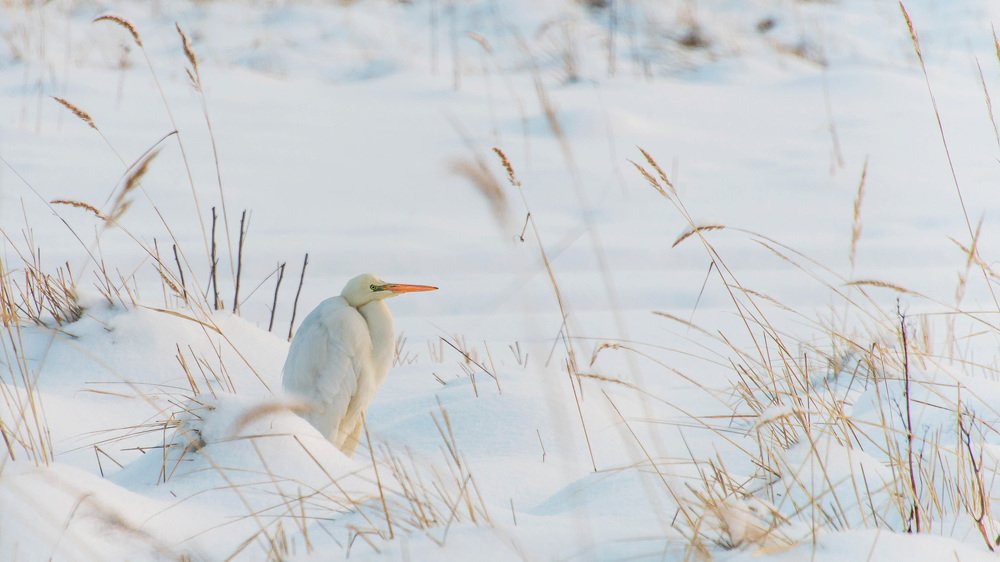 Большая белая цапля