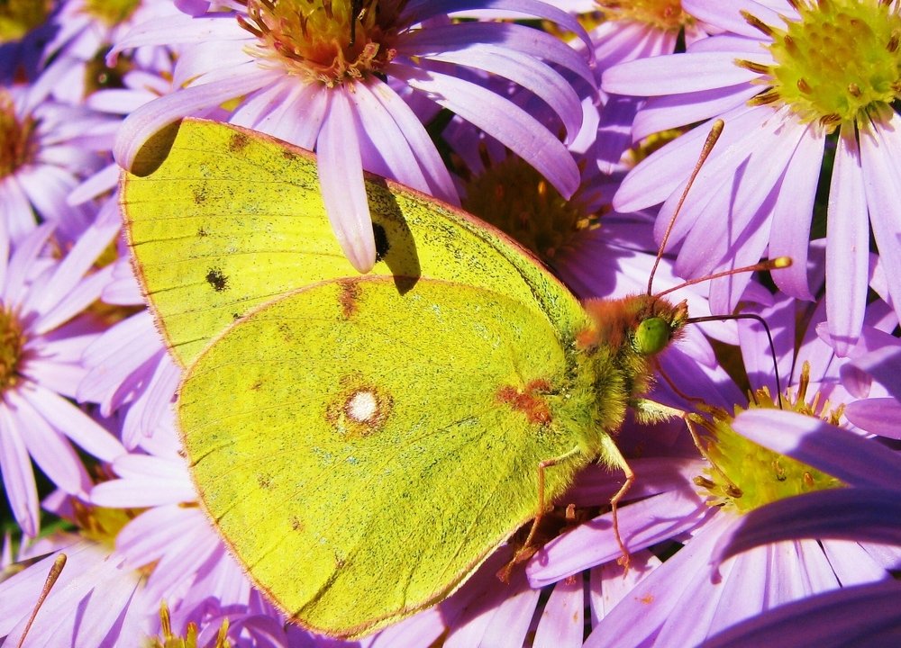 Photograph by Ирина Мамичева