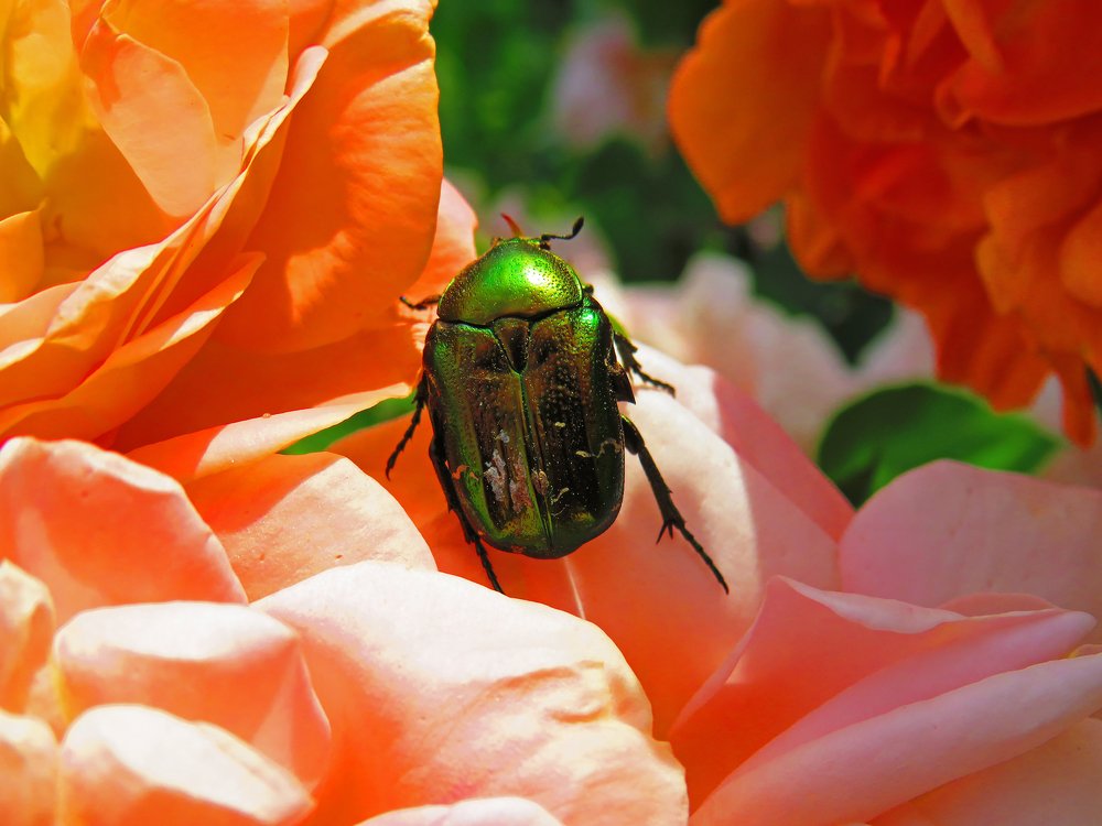 Photograph by Анастасия Романова