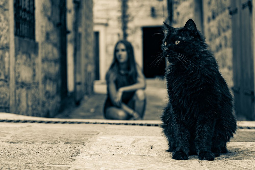 Кошки