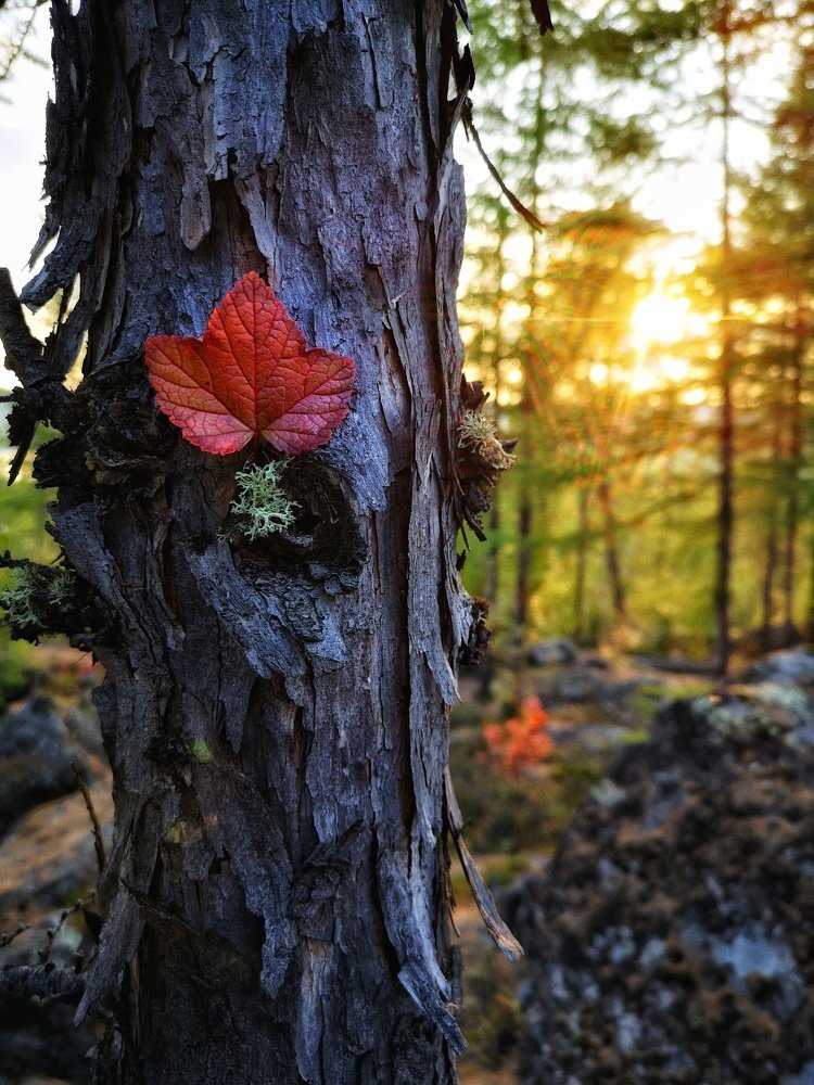 Photograph by Денис Саперов