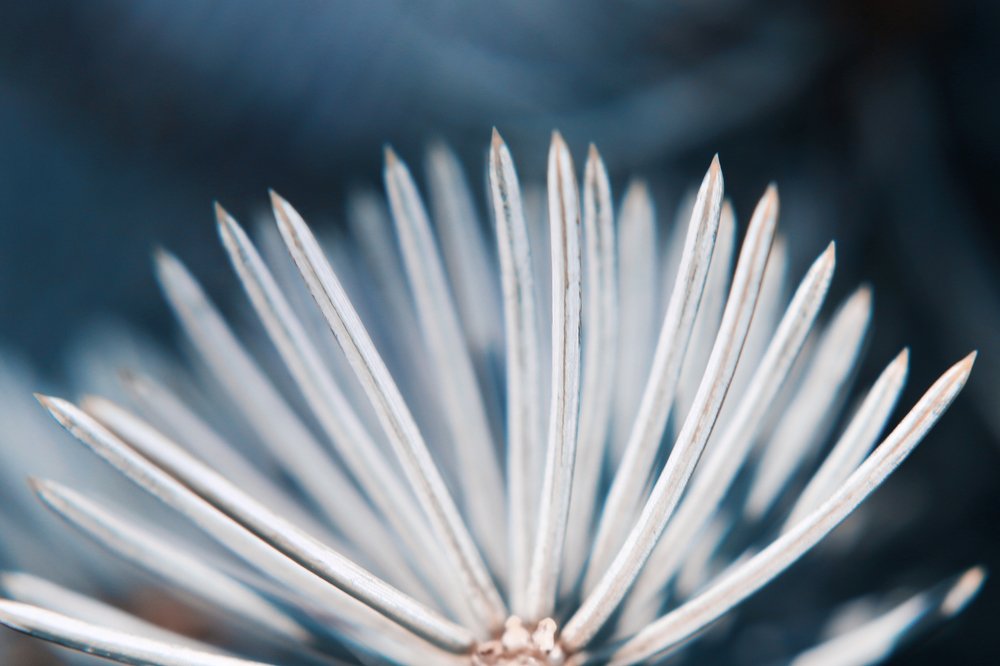 Photograph by Наталия Голованова