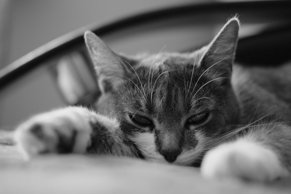 Photograph by Тихоничев Алексей Андреевич