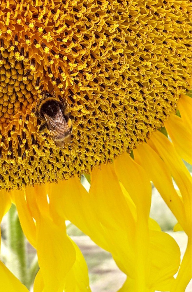 Photograph by Helen Seleznova