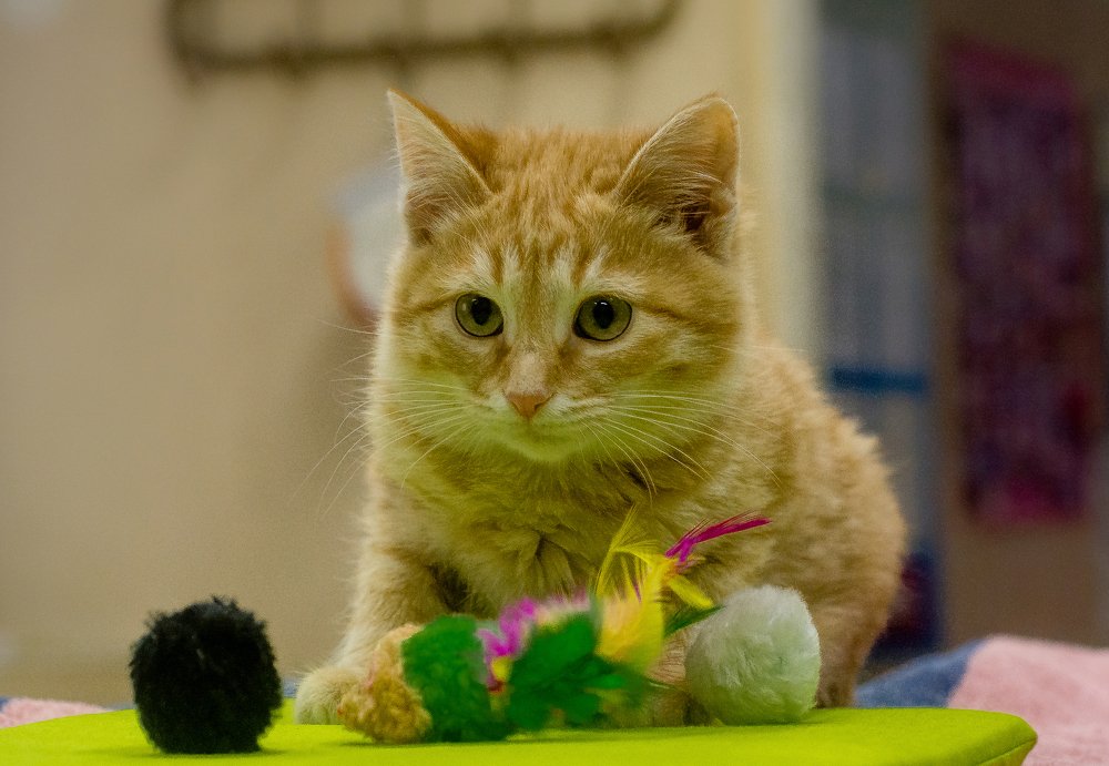 Фотография автора Ксения Петрова