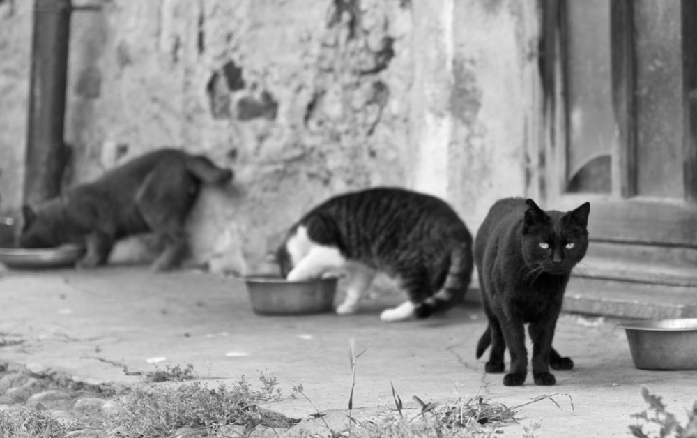 The boss of the courtyard