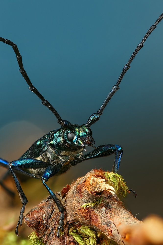 Усач мускусный