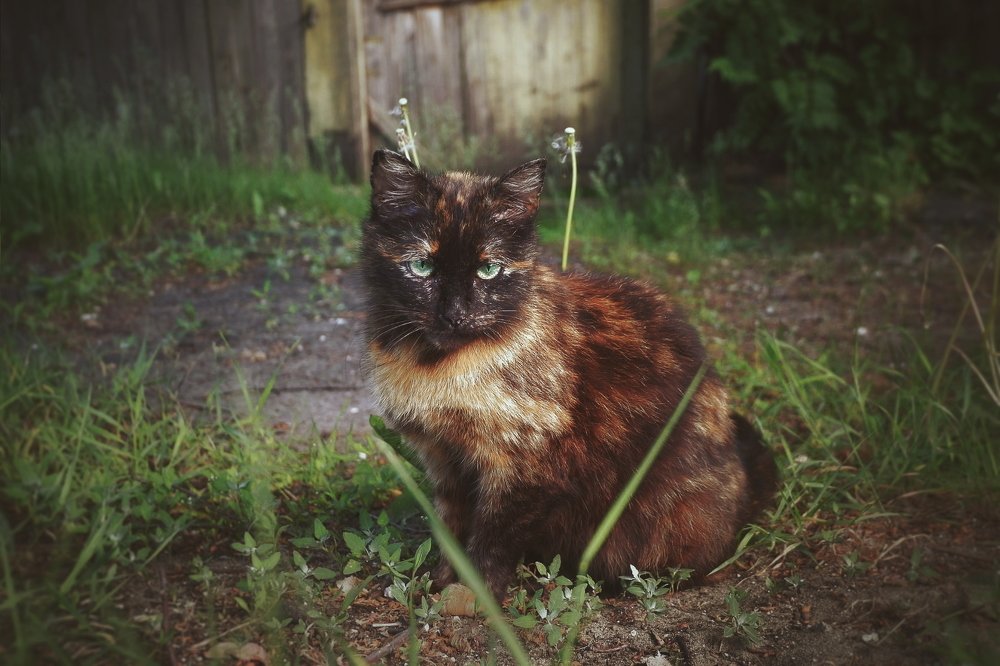 Изумрудные глаза