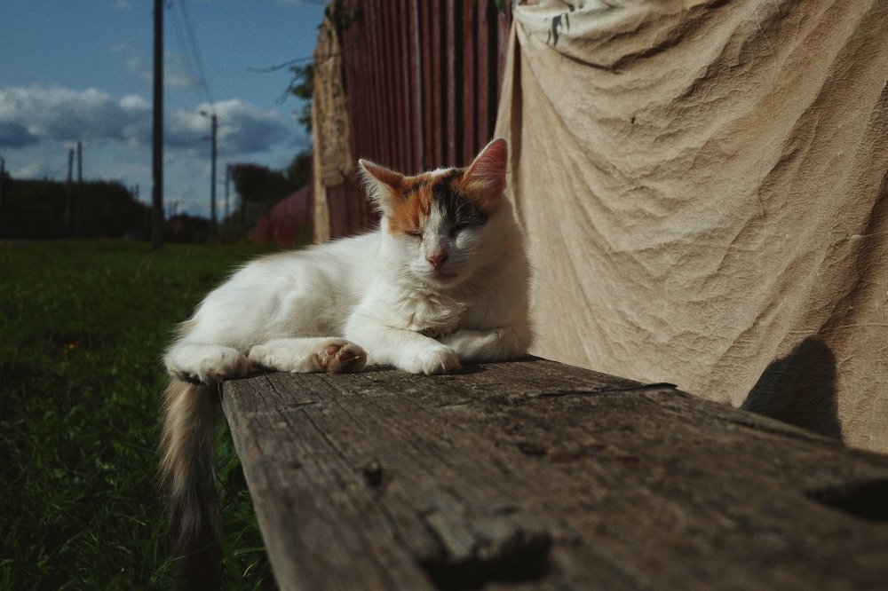У домика в деревне
