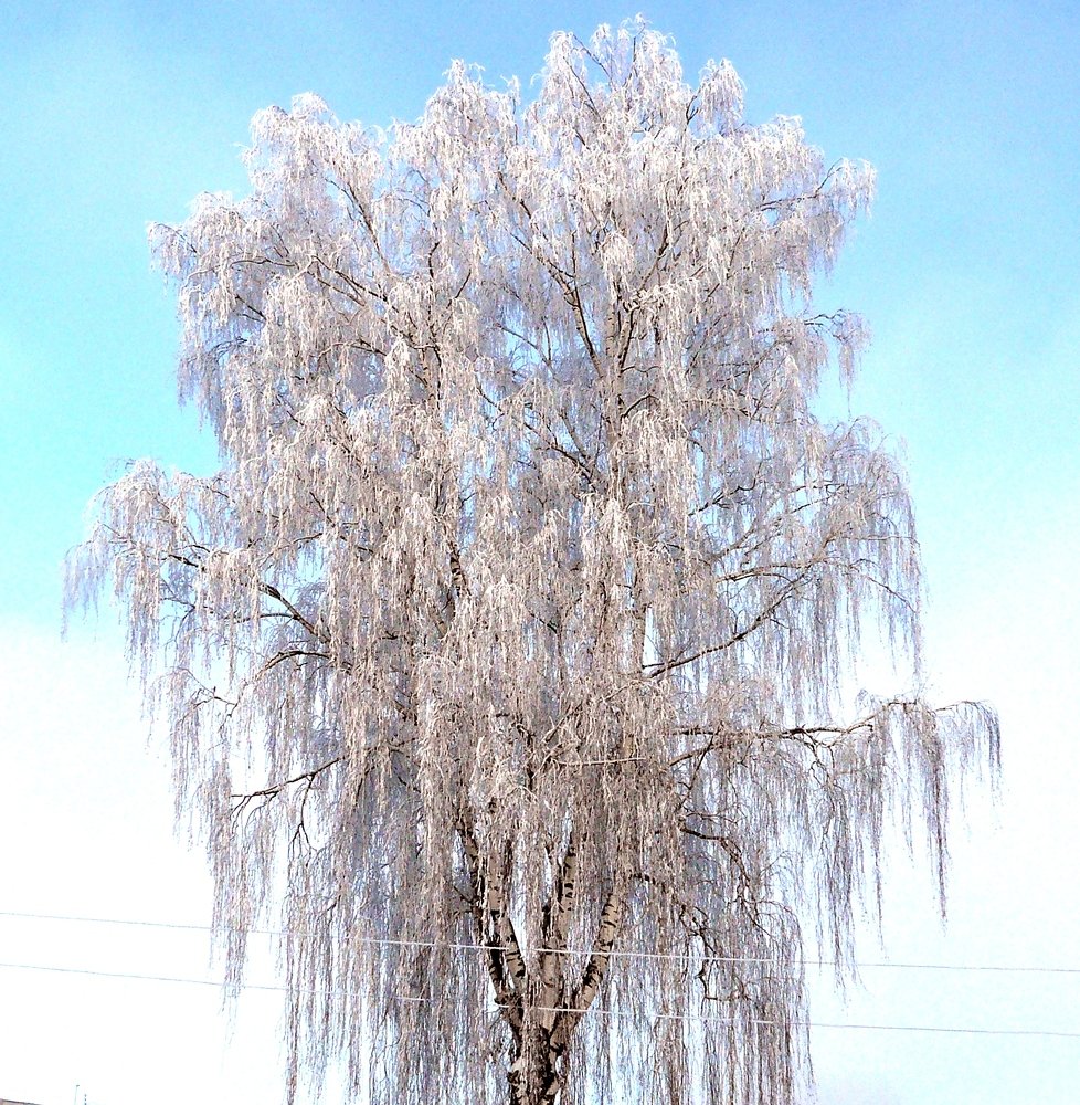 Photograph by леонид натапов