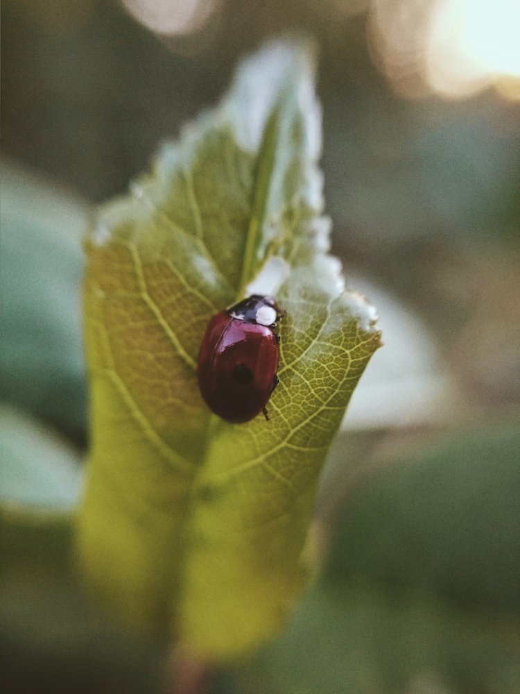 Божья коровка