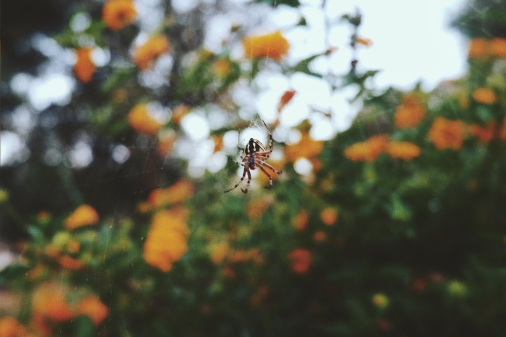 Photograph by Алена Торопова