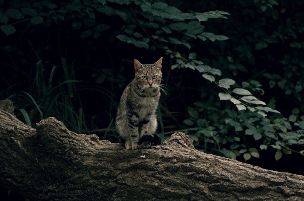 Photograph by Михаил Курихин