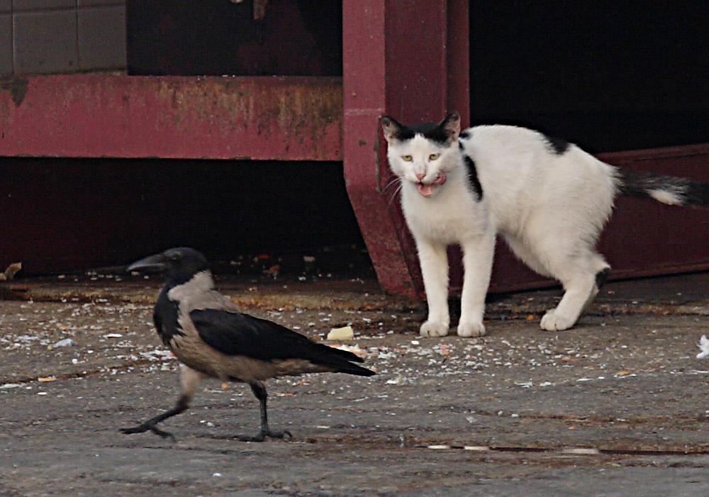 Photograph by yakov stavchansky