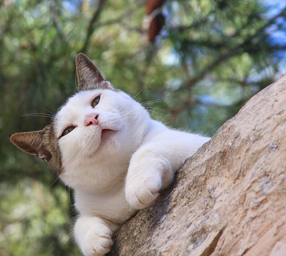 Бубл-гум... или...а вы бывали на Таити?